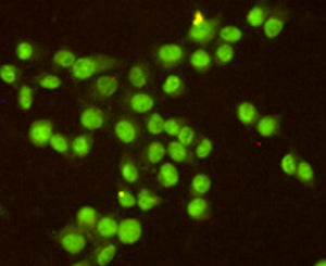 Anti-RPA32 (3E7) Mouse Monoclonal Antibody