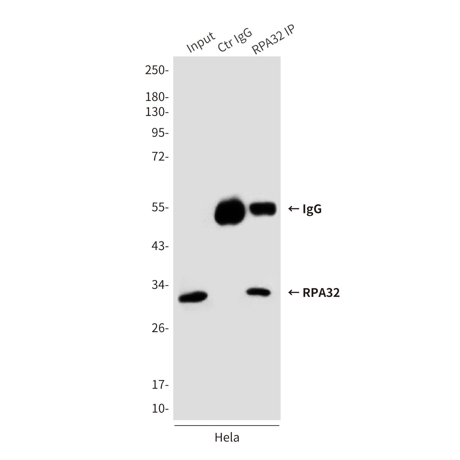 Anti-RPA32 (3E7) Mouse Monoclonal Antibody