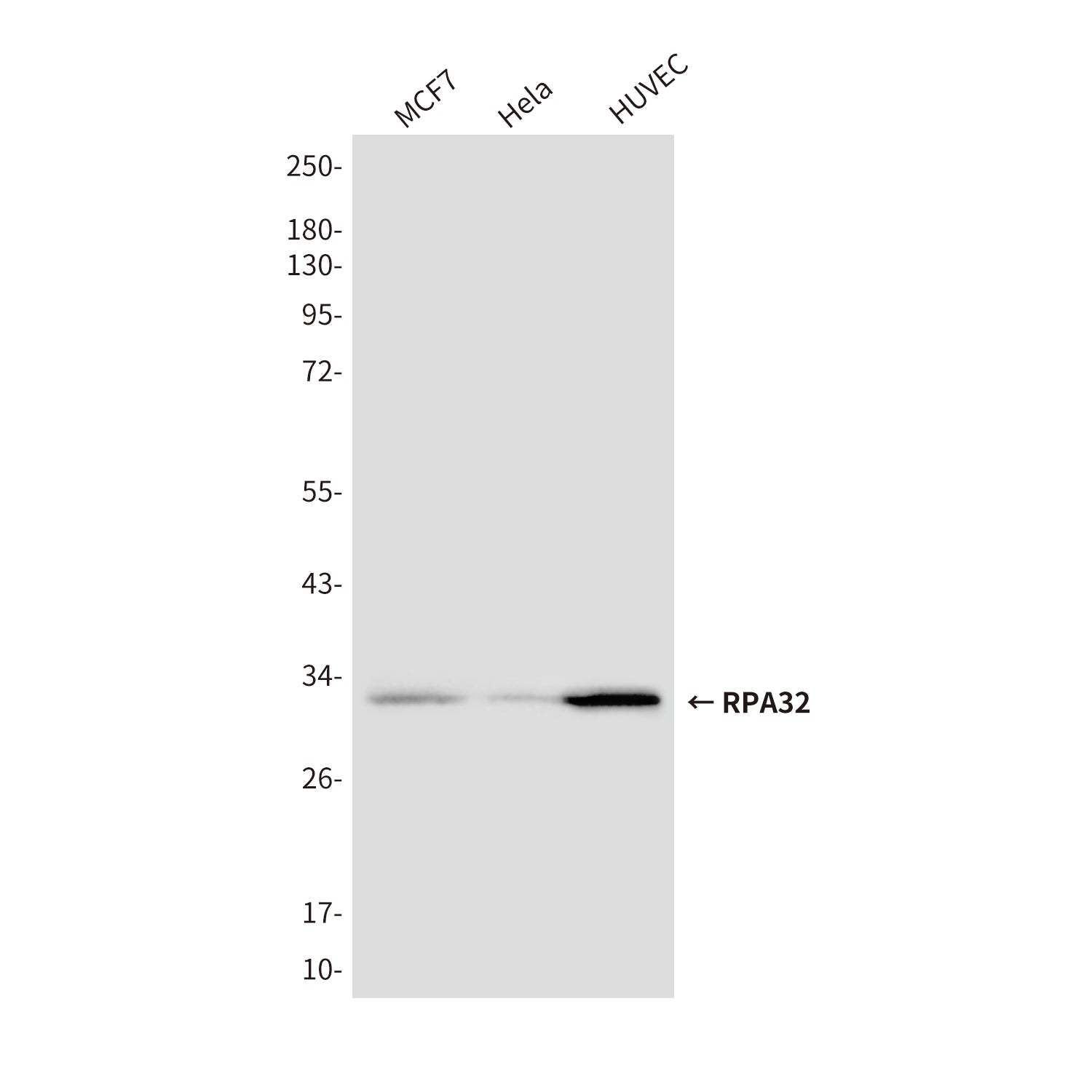 Anti-RPA32 (3E7) Mouse Monoclonal Antibody
