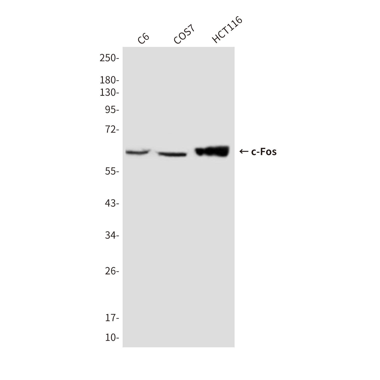 Anti-c-Fos (7D6) Mouse Monoclonal Antibody