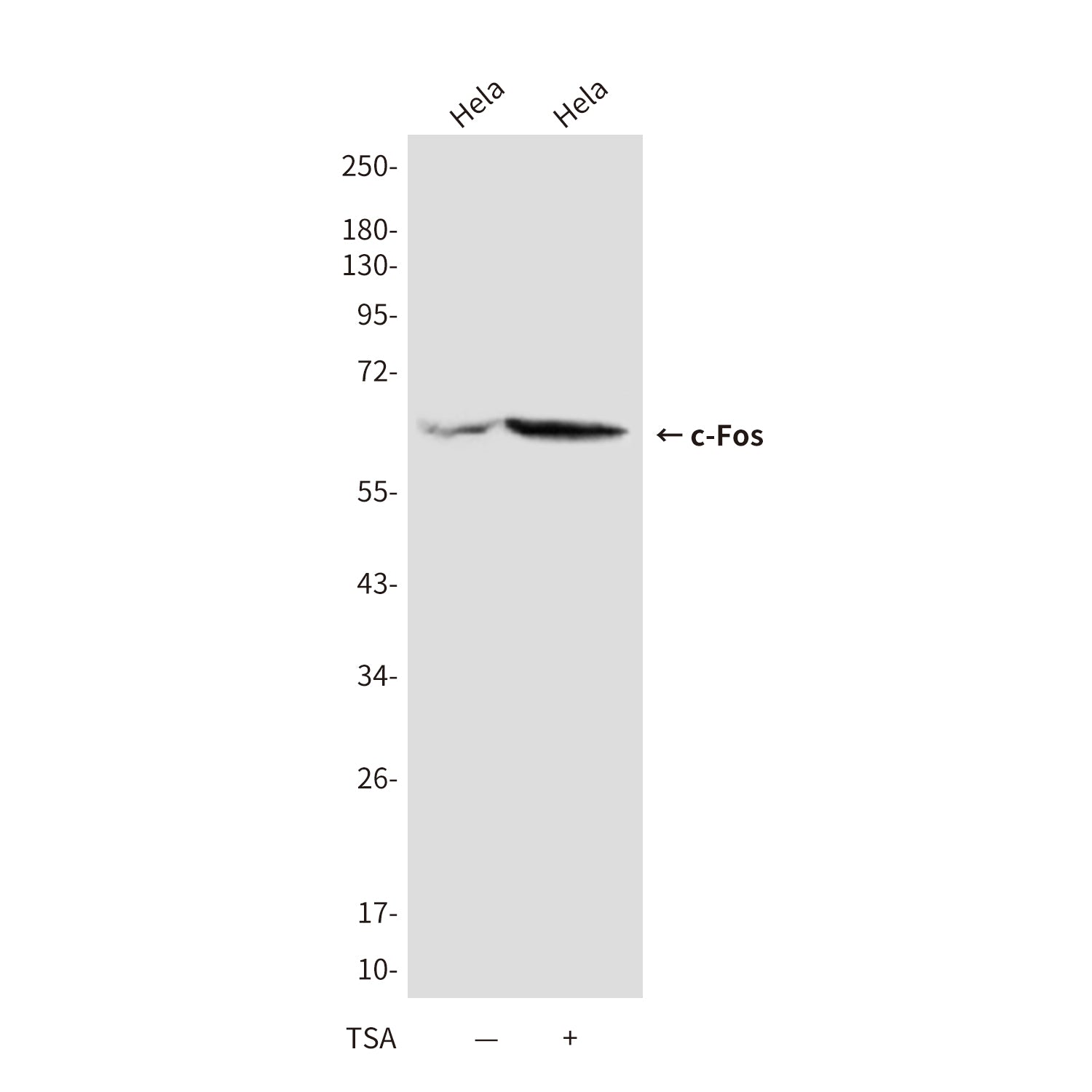 Anti-c-Fos (7D6) Mouse Monoclonal Antibody