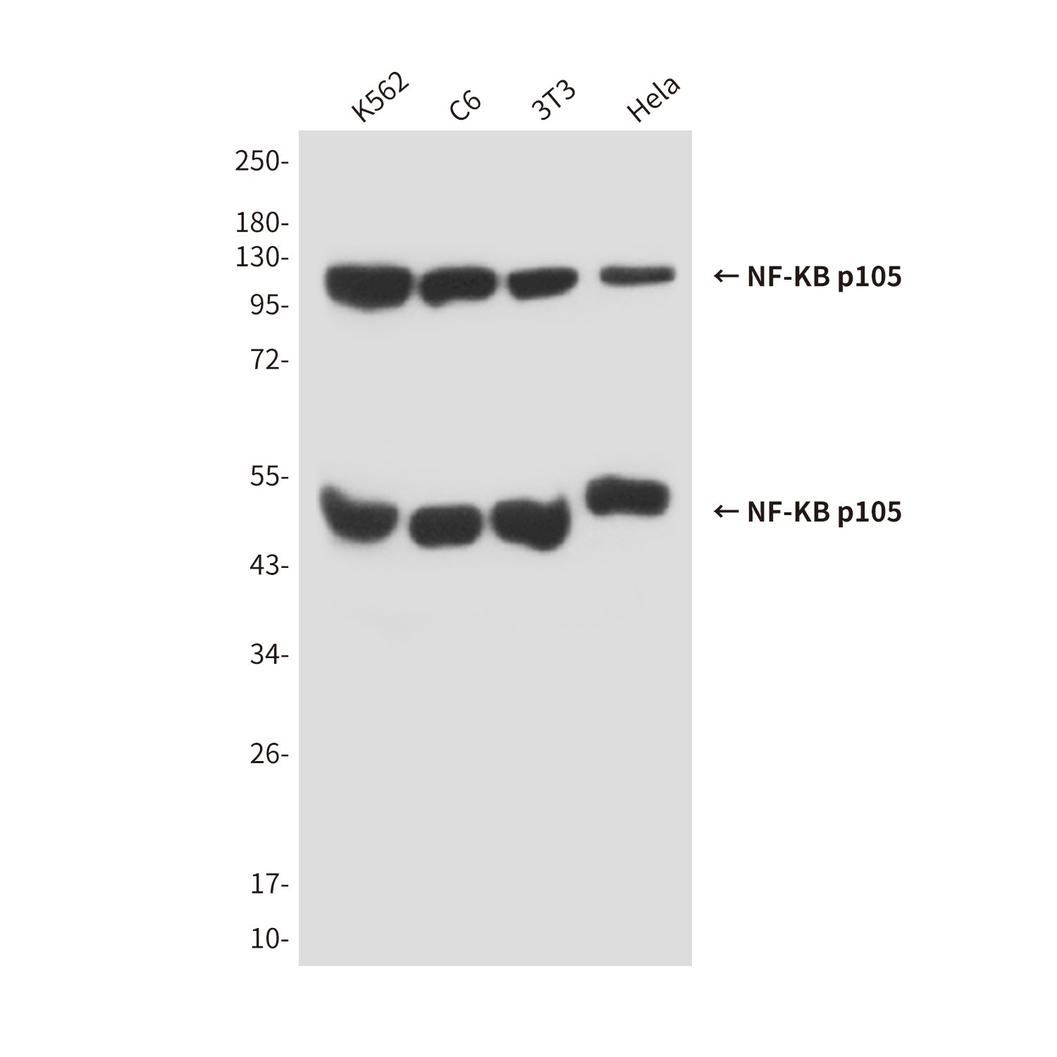 Anti-NF-KB p105 (5E3) Mouse Monoclonal Antibody