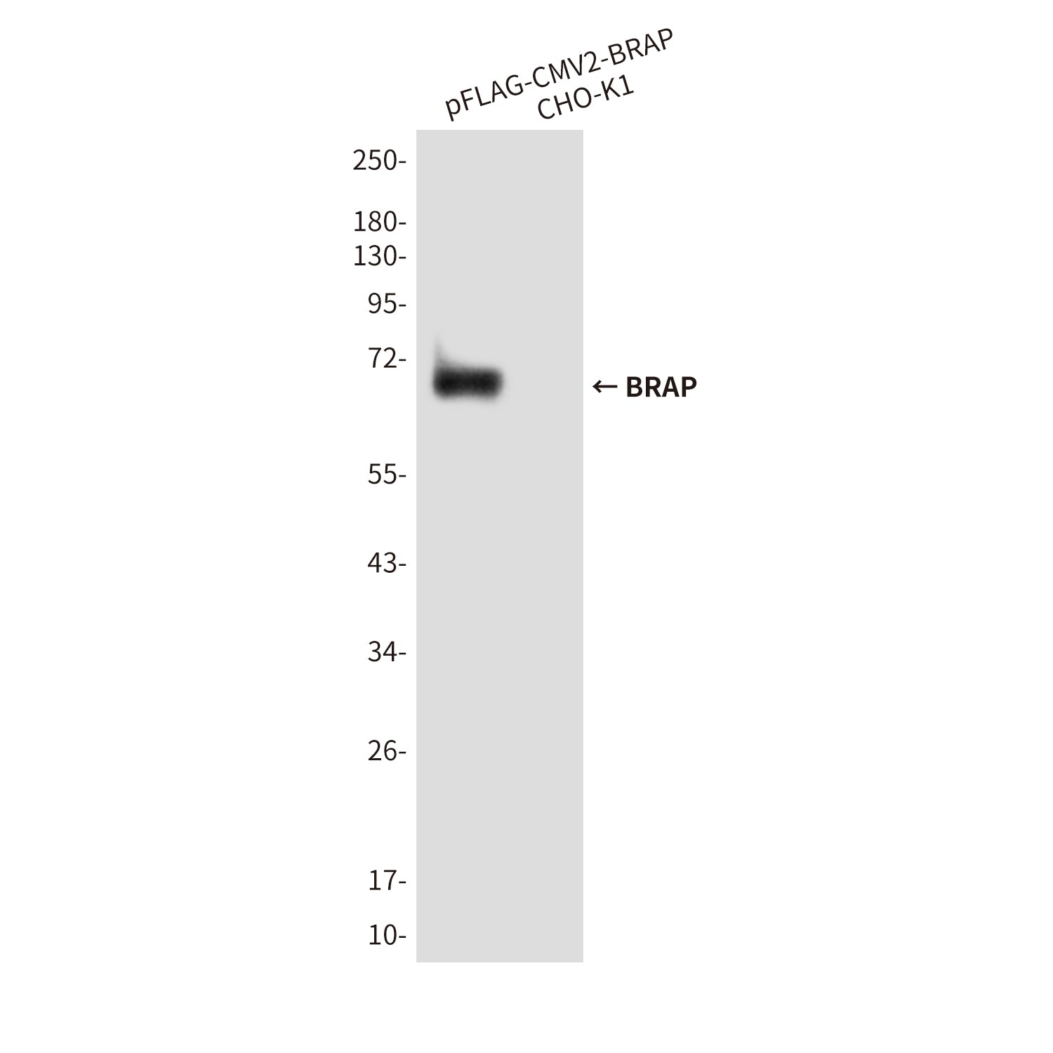 Anti-BRAP (1E7) Mouse Monoclonal Antibody