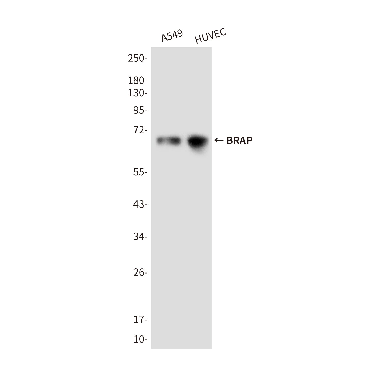 Anti-BRAP (1E7) Mouse Monoclonal Antibody