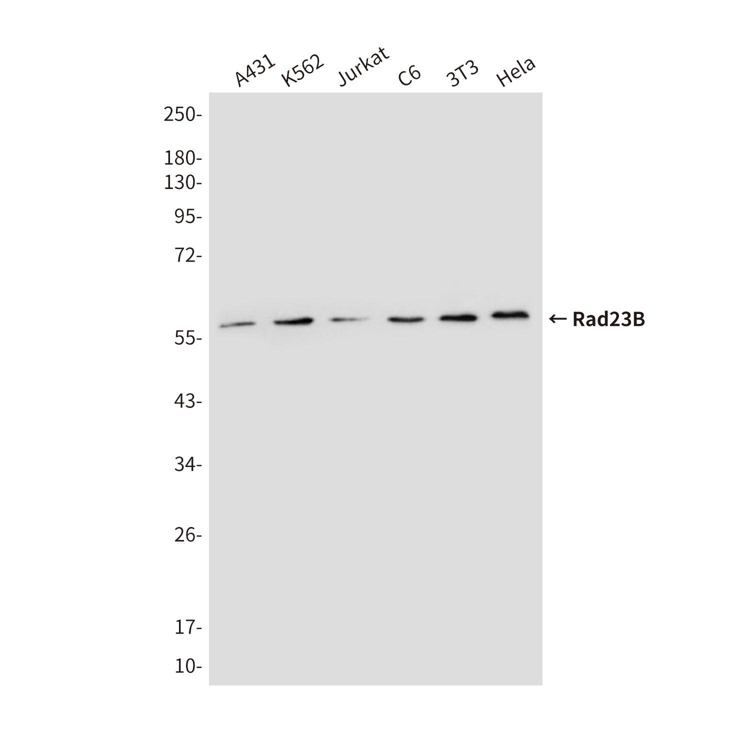 Anti-Rad23B (5H1) Mouse Monoclonal Antibody