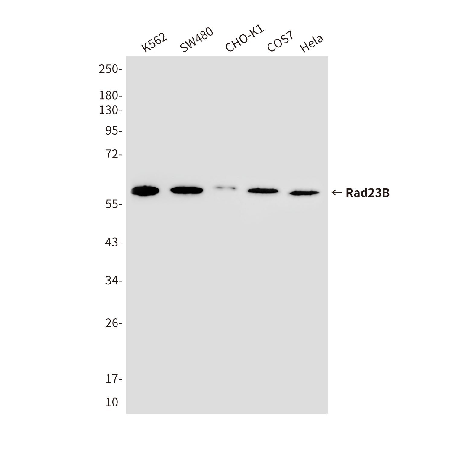 Anti-Rad23B (5H1) Mouse Monoclonal Antibody