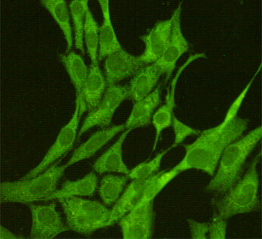 Anti-JNK1 (1A4) Mouse Monoclonal Antibody