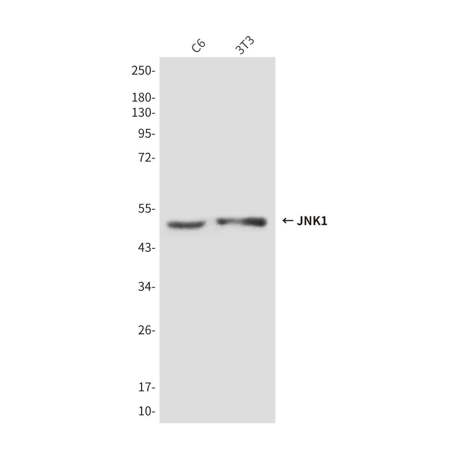 Anti-JNK1 (1A4) Mouse Monoclonal Antibody
