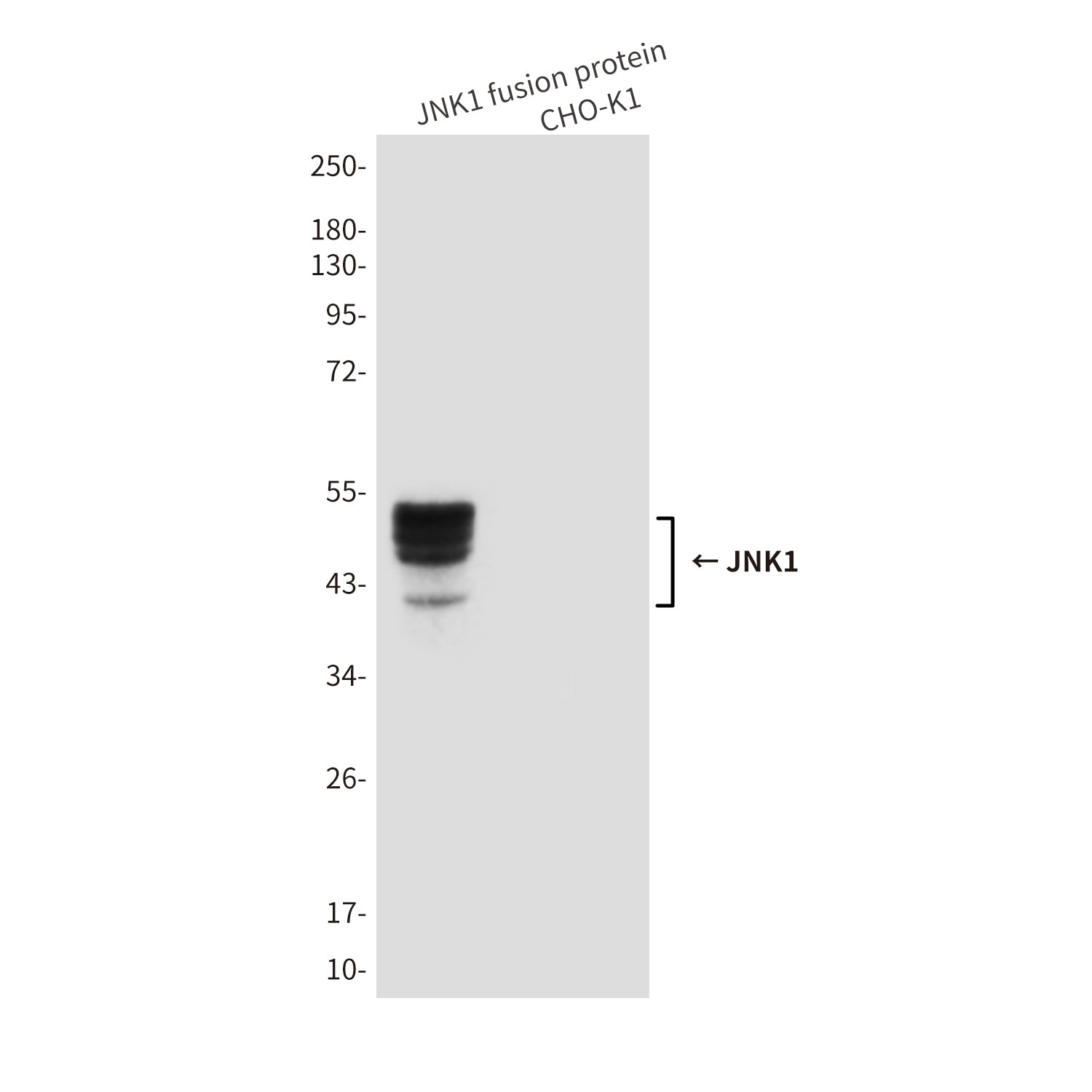 Anti-JNK1 (1A4) Mouse Monoclonal Antibody