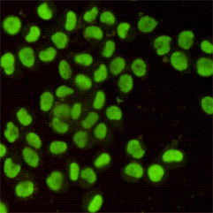 Anti-Ku80 (8H1) Mouse Monoclonal Antibody
