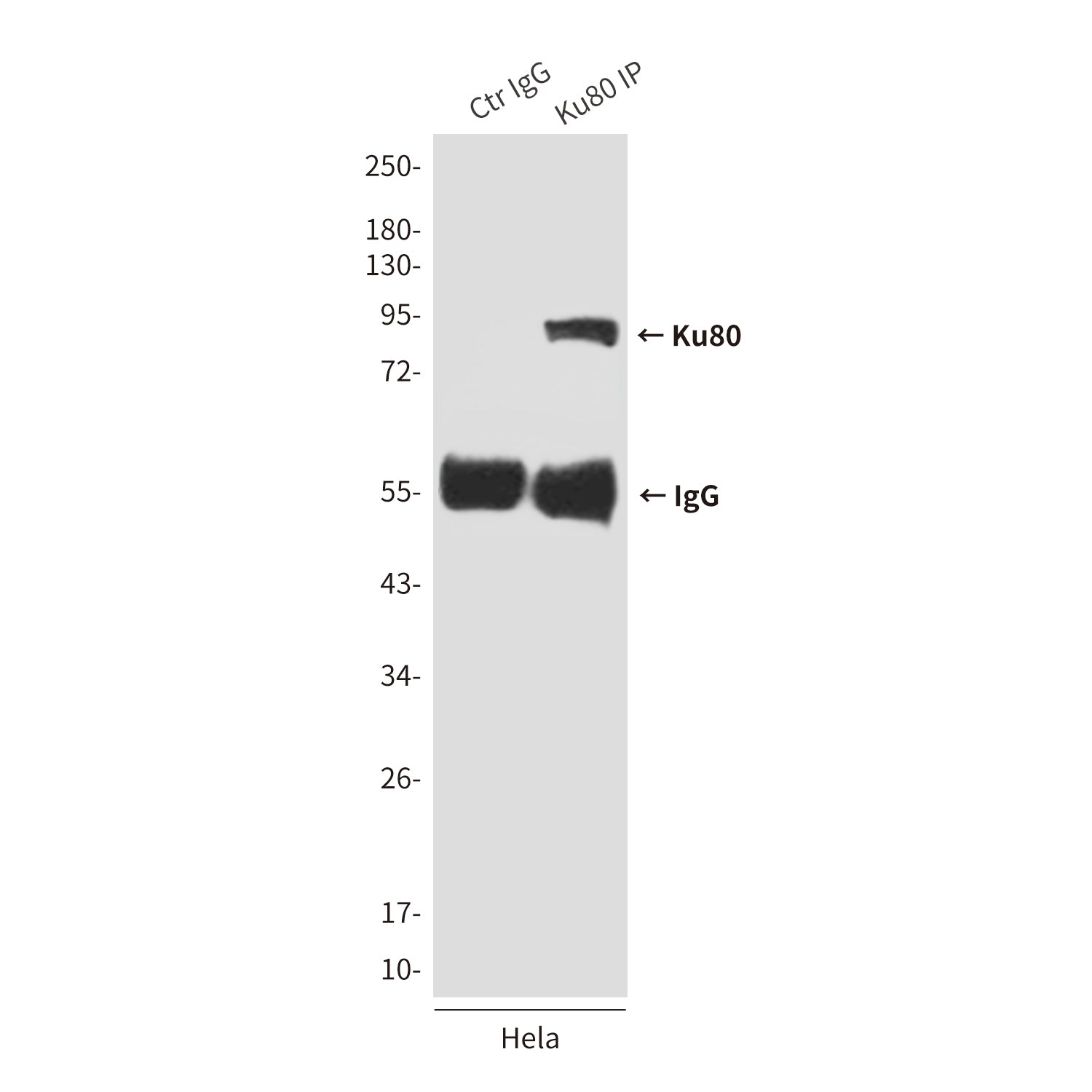 Anti-Ku80 (8H1) Mouse Monoclonal Antibody