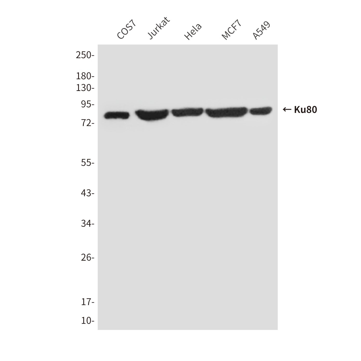 Anti-Ku80 (8H1) Mouse Monoclonal Antibody