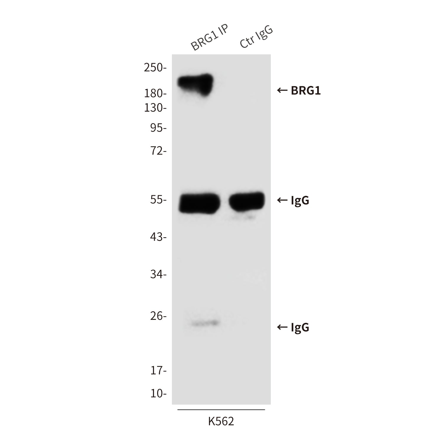 Anti-BRG1 (6D7) Mouse Monoclonal Antibody
