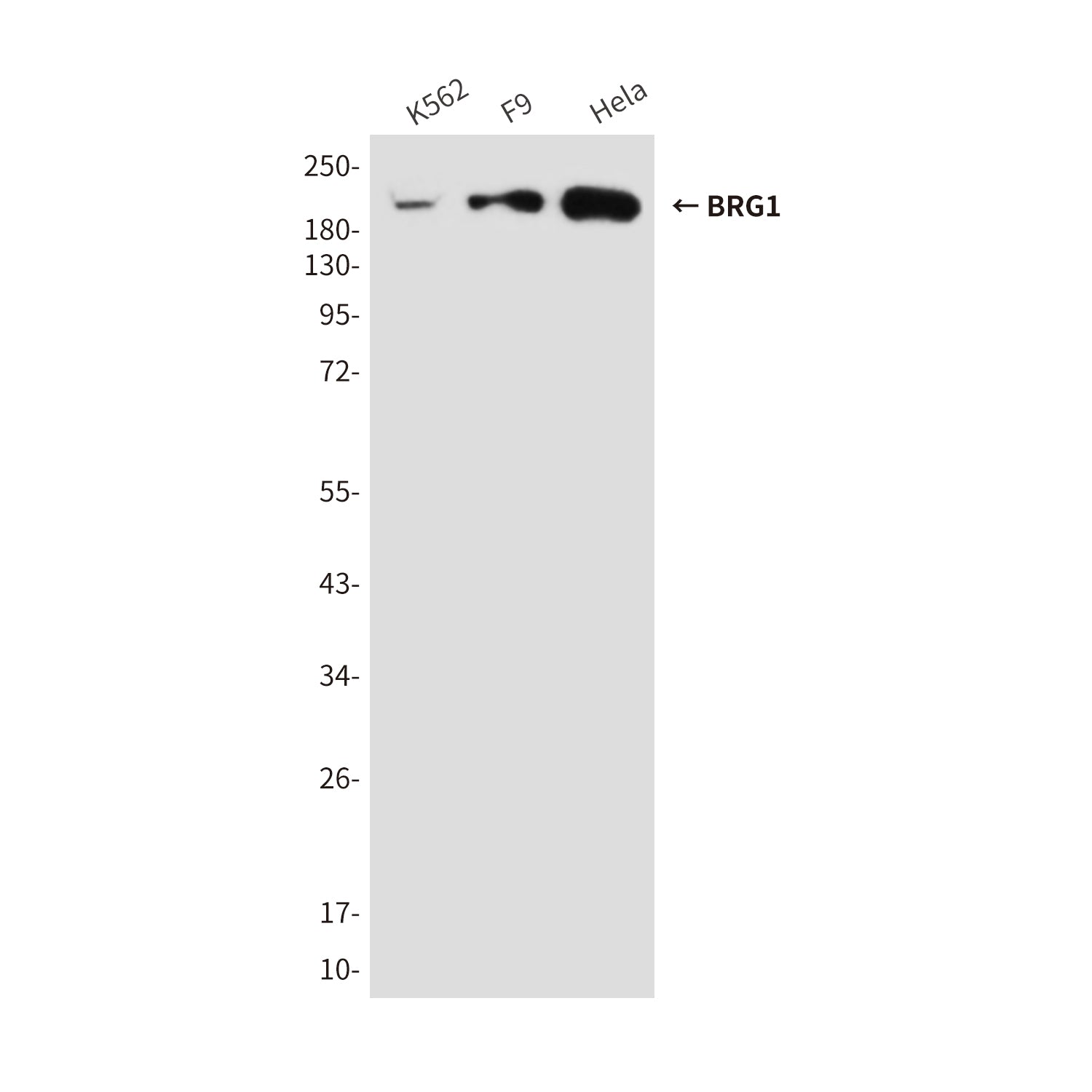 Anti-BRG1 (6D7) Mouse Monoclonal Antibody