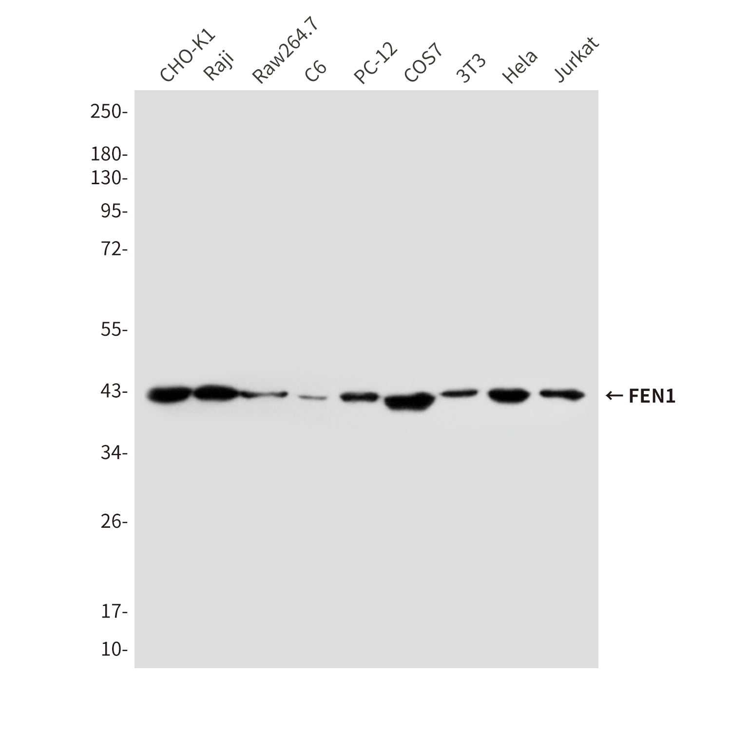 Anti-FEN1 (7H8) Mouse Monoclonal Antibody