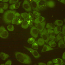 Anti-DDX3 (6G8) Mouse Monoclonal Antibody