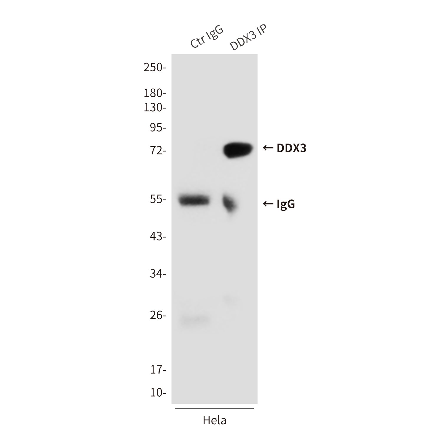 Anti-DDX3 (6G8) Mouse Monoclonal Antibody