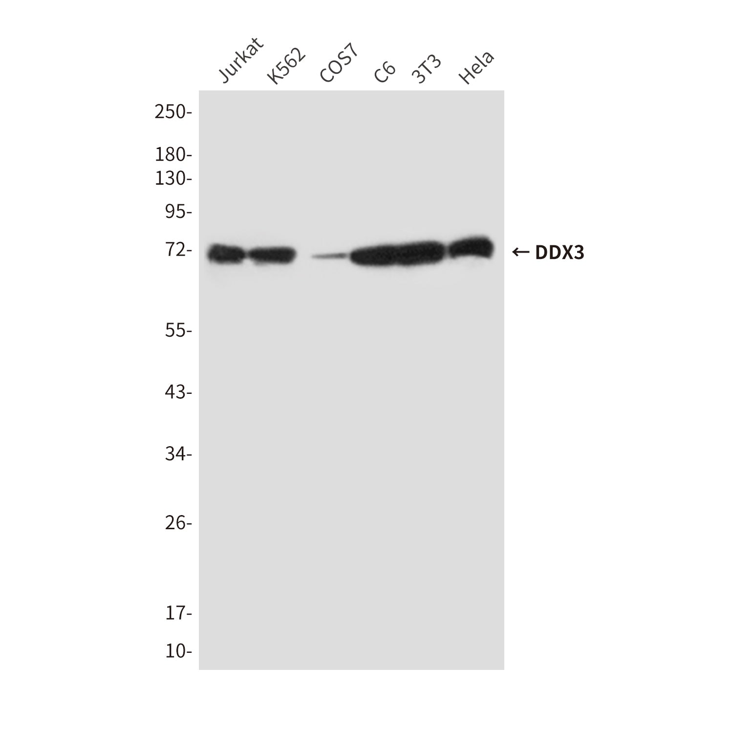 Anti-DDX3 (6G8) Mouse Monoclonal Antibody