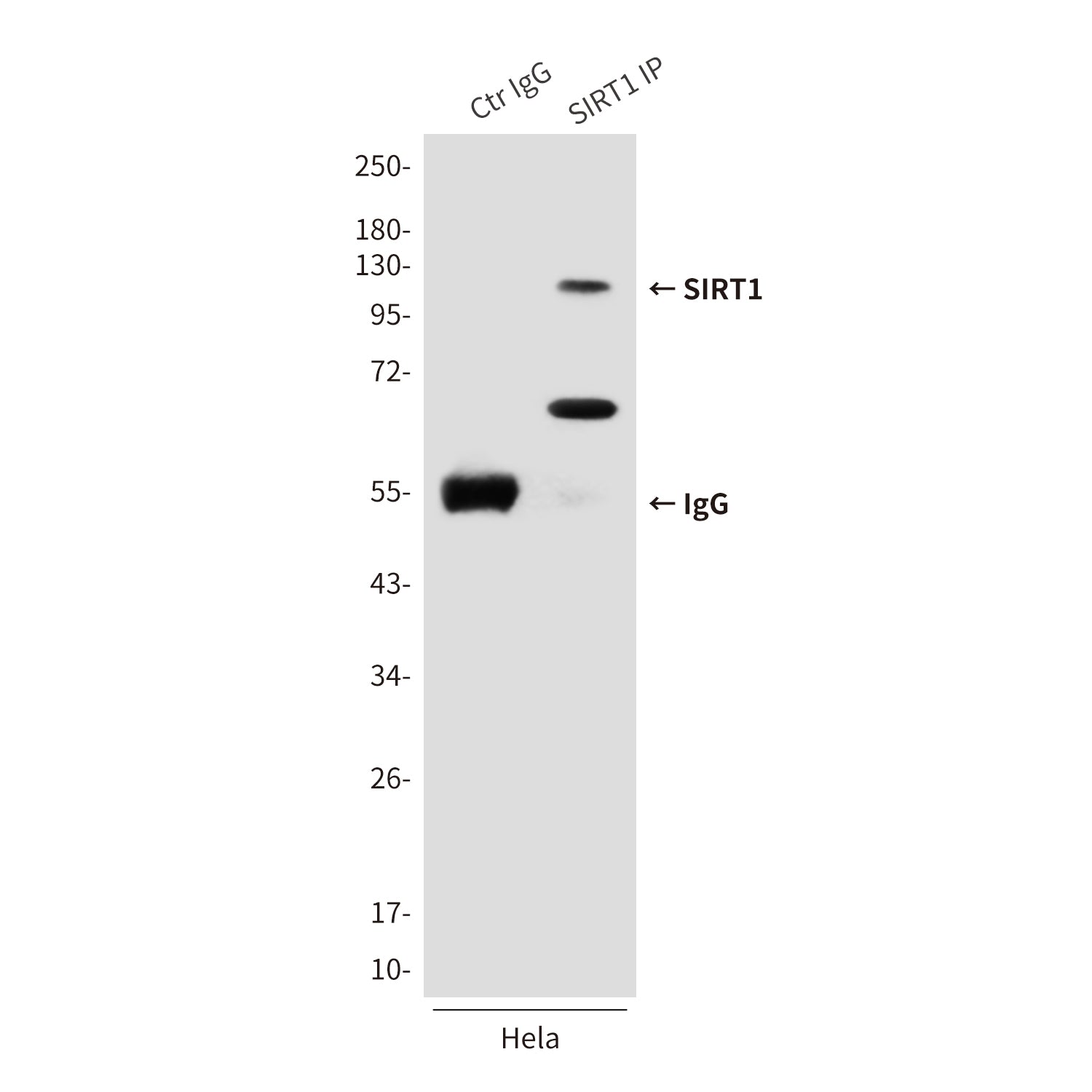 Anti-SIRT1 (2G10) Mouse Monoclonal Antibody
