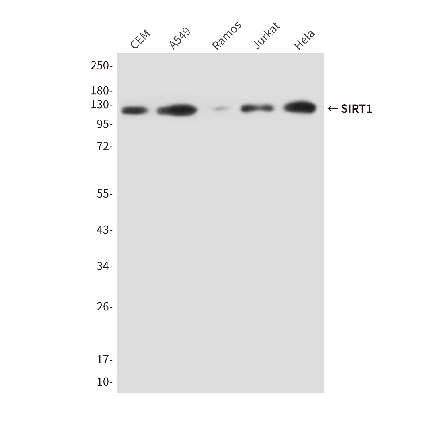 Anti-SIRT1 (2G10) Mouse Monoclonal Antibody