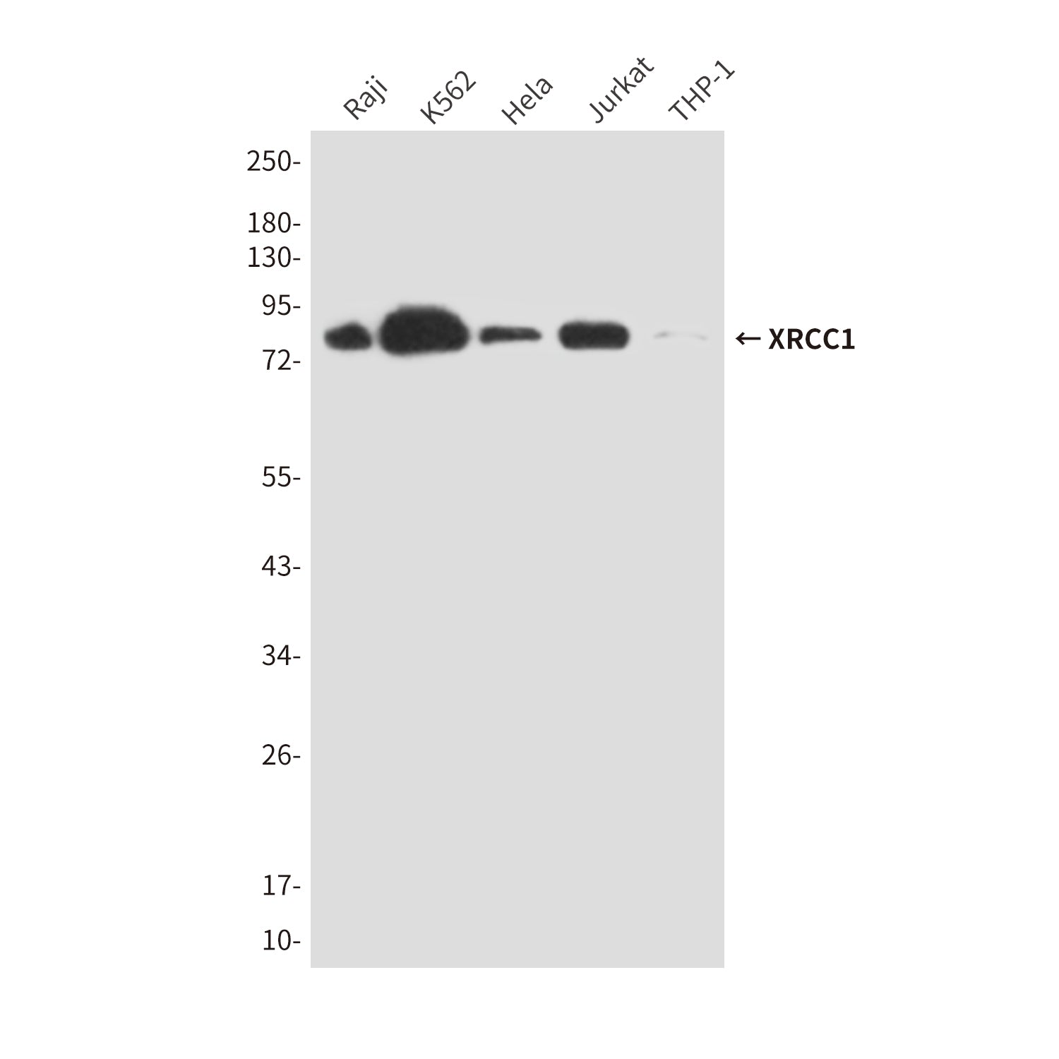 Anti-XRCC1 (3F6) Mouse Monoclonal Antibody