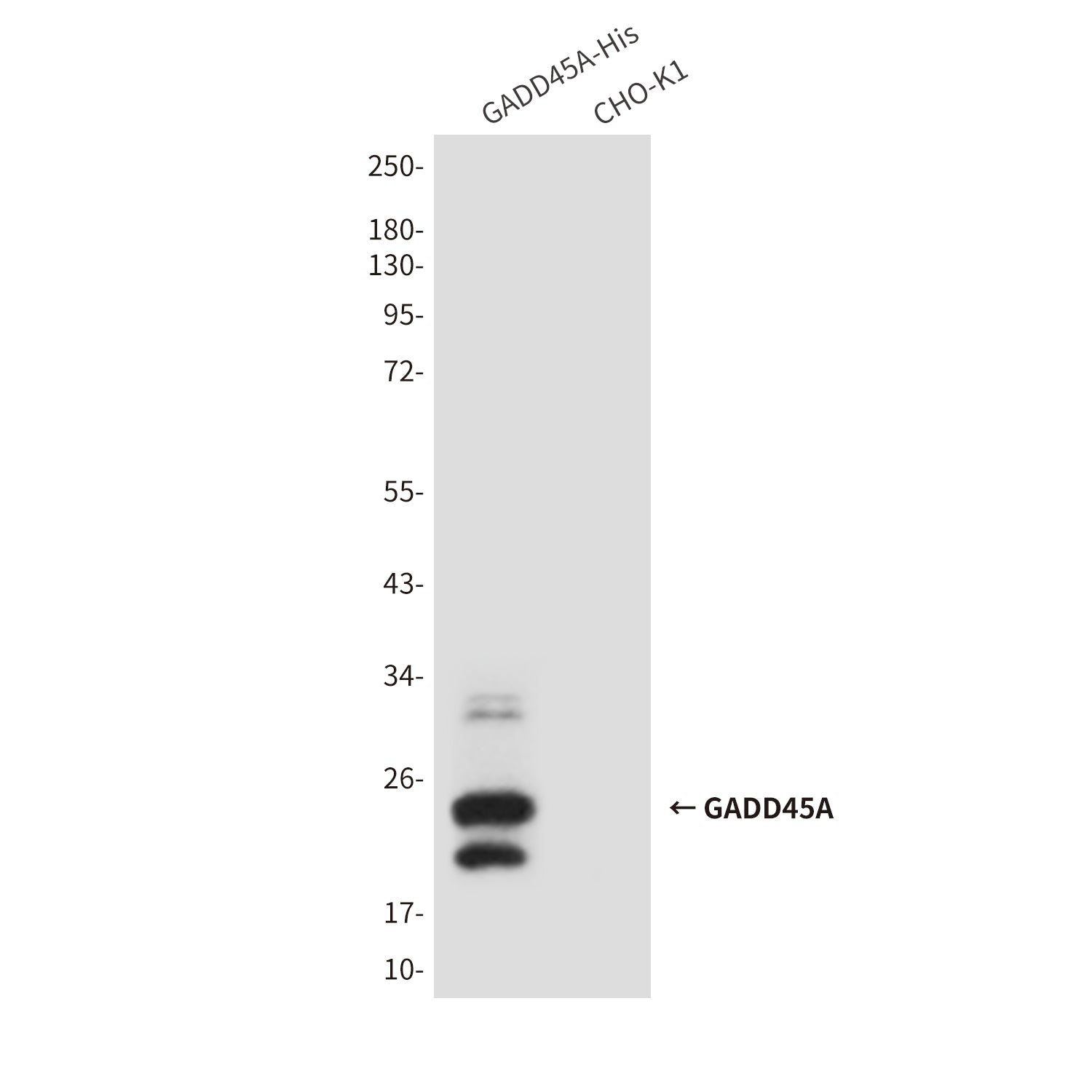 Anti-GADD45A (6C3) Mouse Monoclonal Antibody