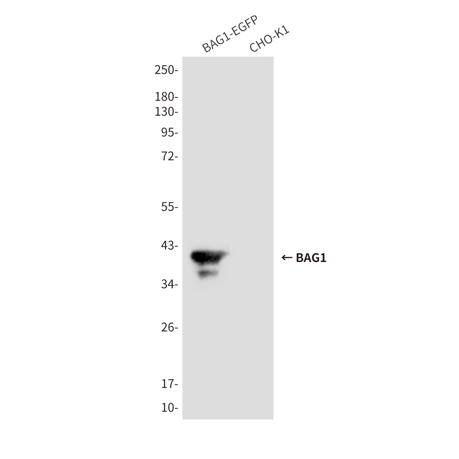 Anti-BAG1 (2C12) Mouse Monoclonal Antibody