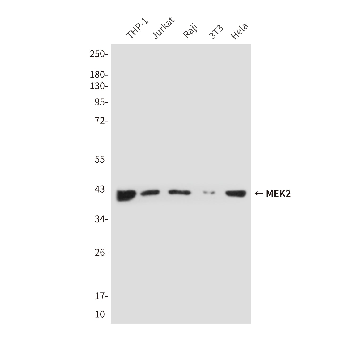 Anti-Rabbit IgG (5B2) Mouse Monoclonal Antibody