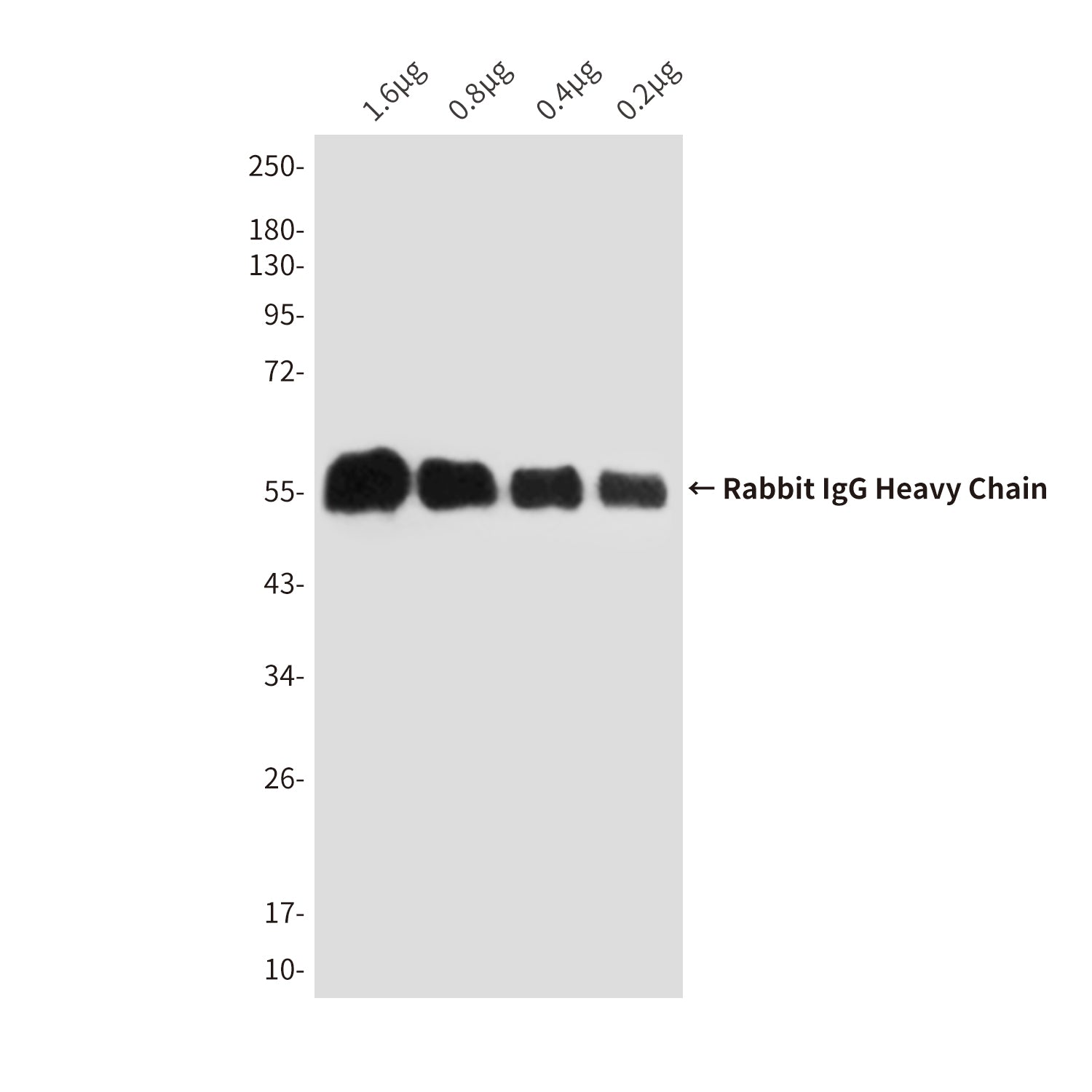 Anti-Rabbit IgG (5B2) Mouse Monoclonal Antibody