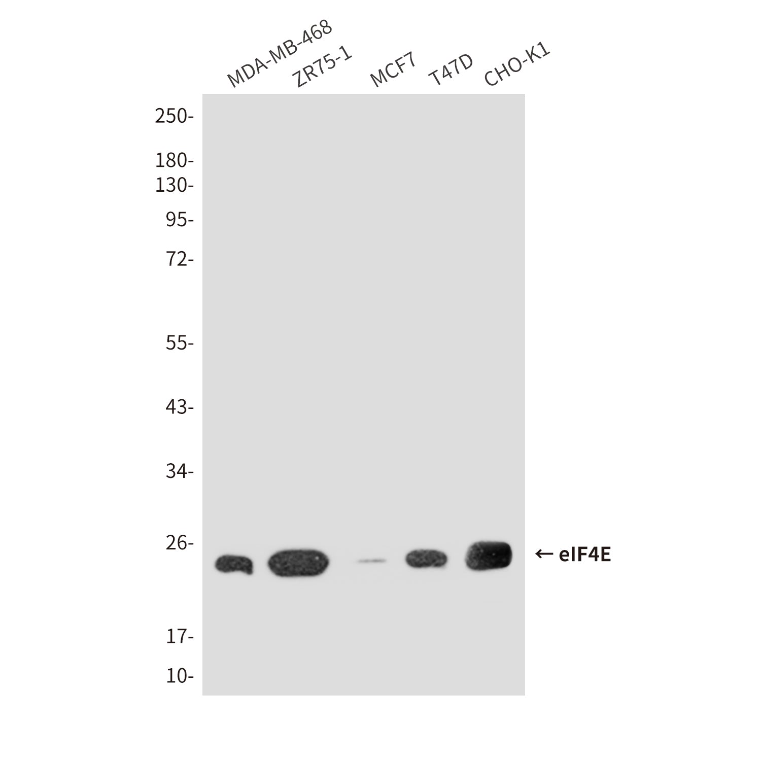 Anti-eIF4E (8C8) Mouse Monoclonal Antibody