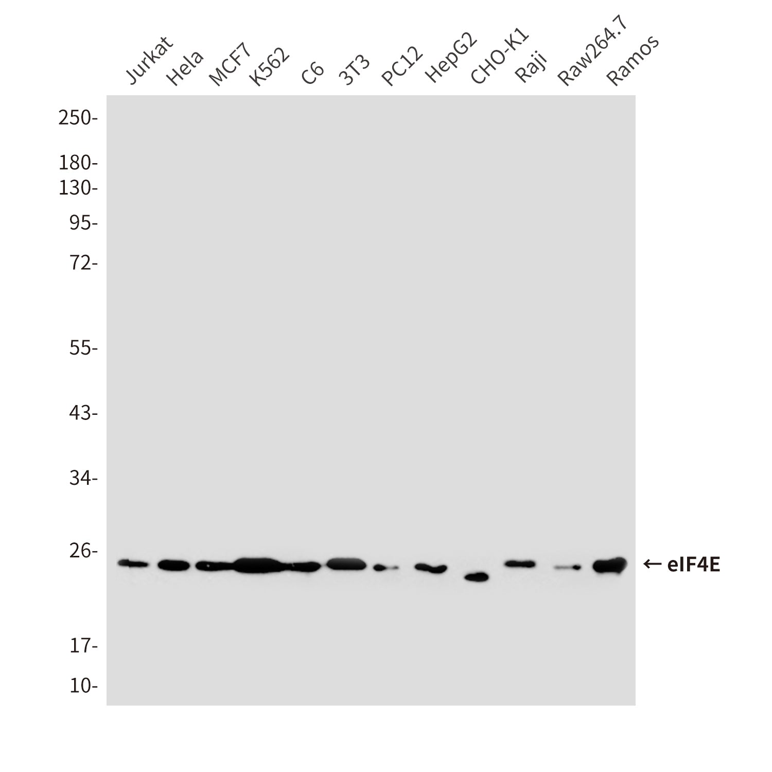 Anti-eIF4E (8C8) Mouse Monoclonal Antibody