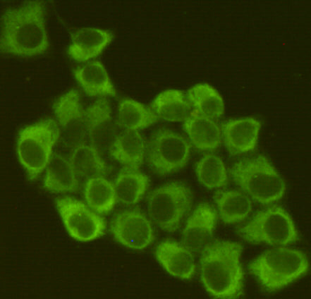 Anti-eIF2A (2E4F5) Mouse Monoclonal Antibody