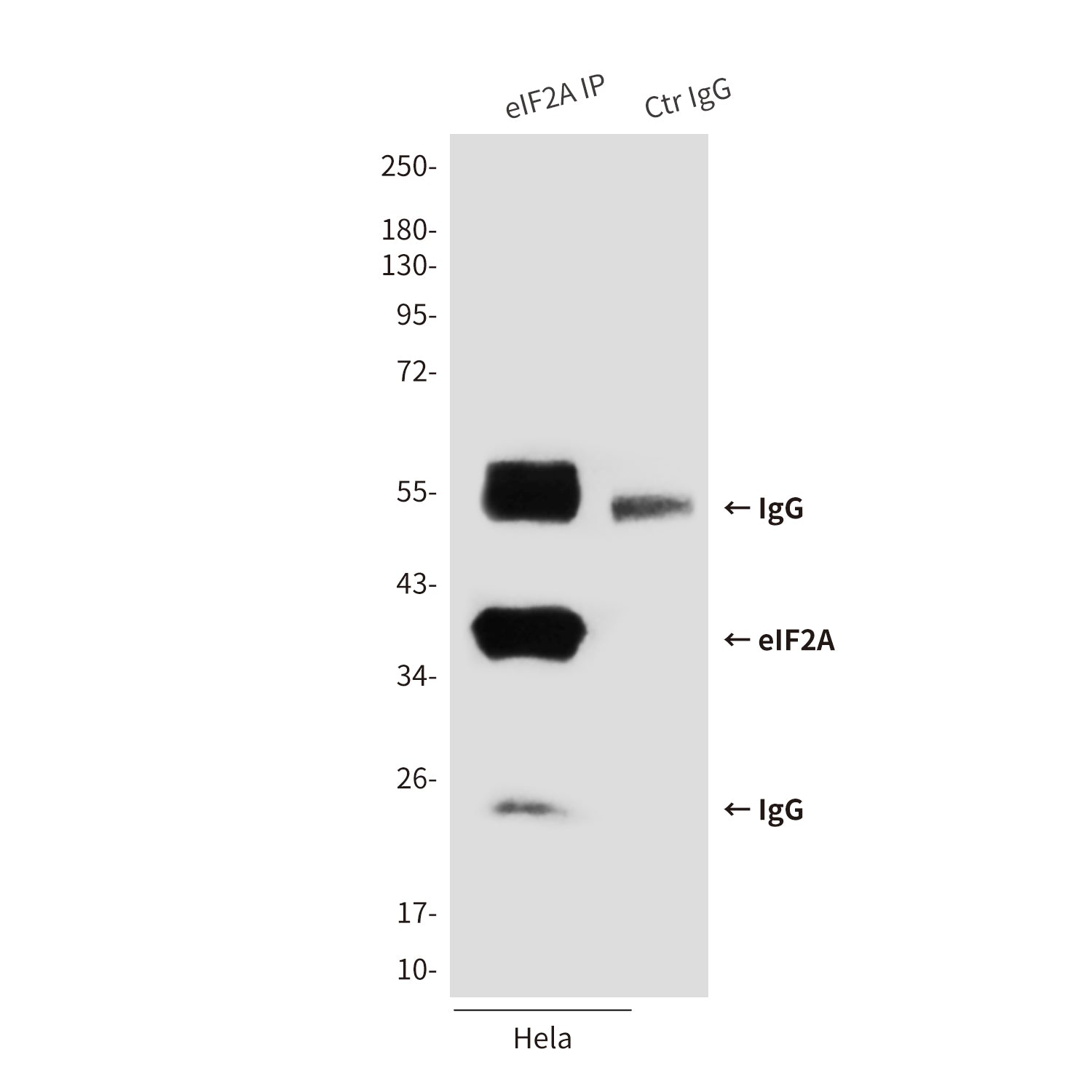 Anti-eIF2A (2E4F5) Mouse Monoclonal Antibody