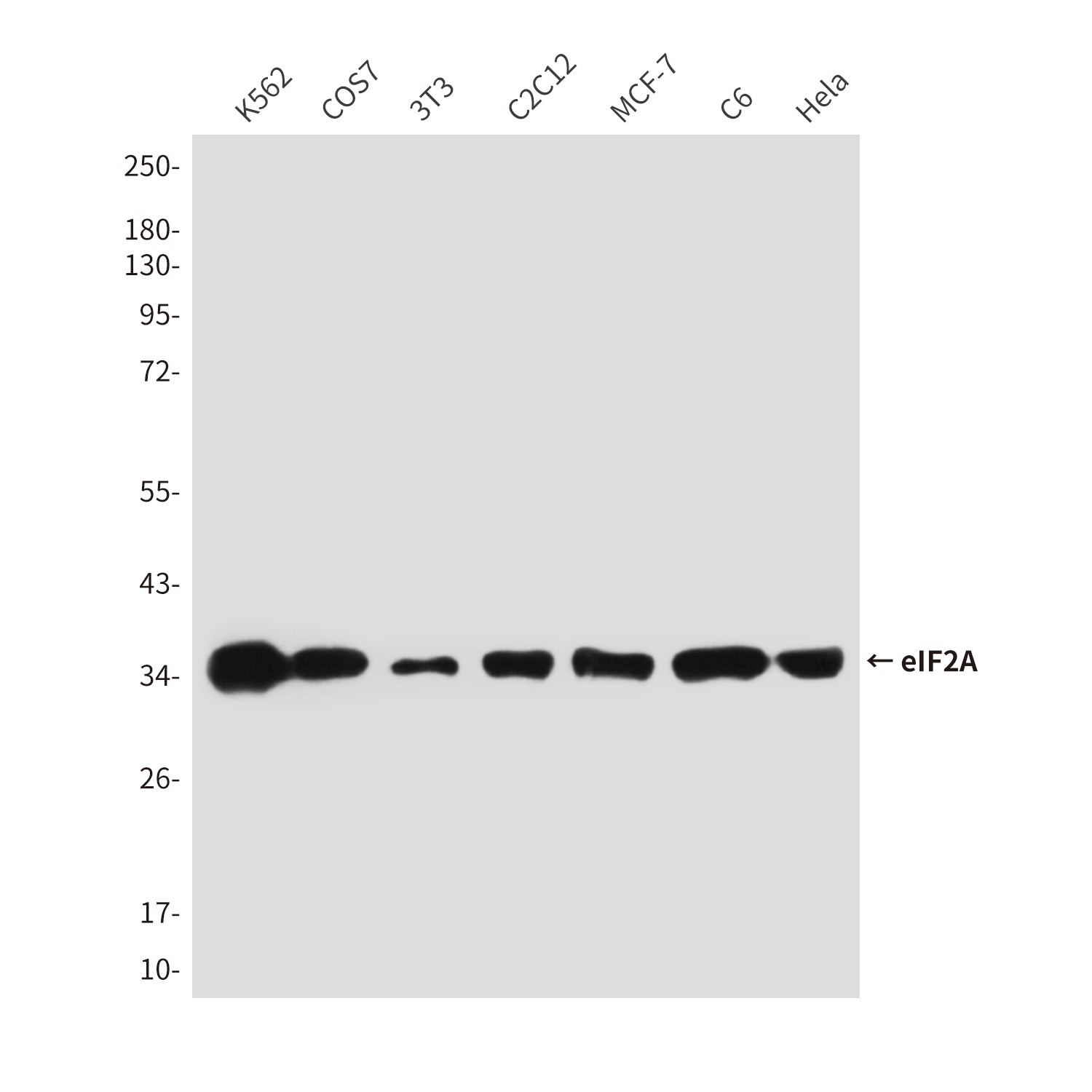 Anti-eIF2A (2E4F5) Mouse Monoclonal Antibody