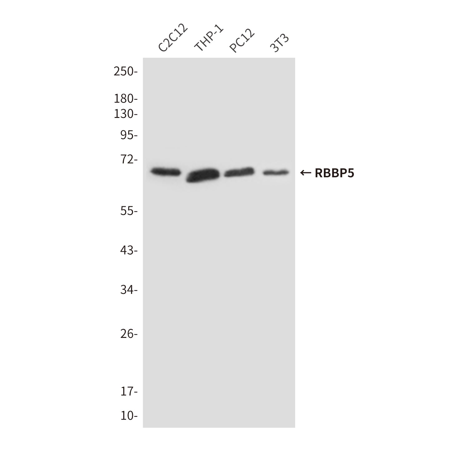 Anti-RBBP5 (1C9) Mouse Monoclonal Antibody
