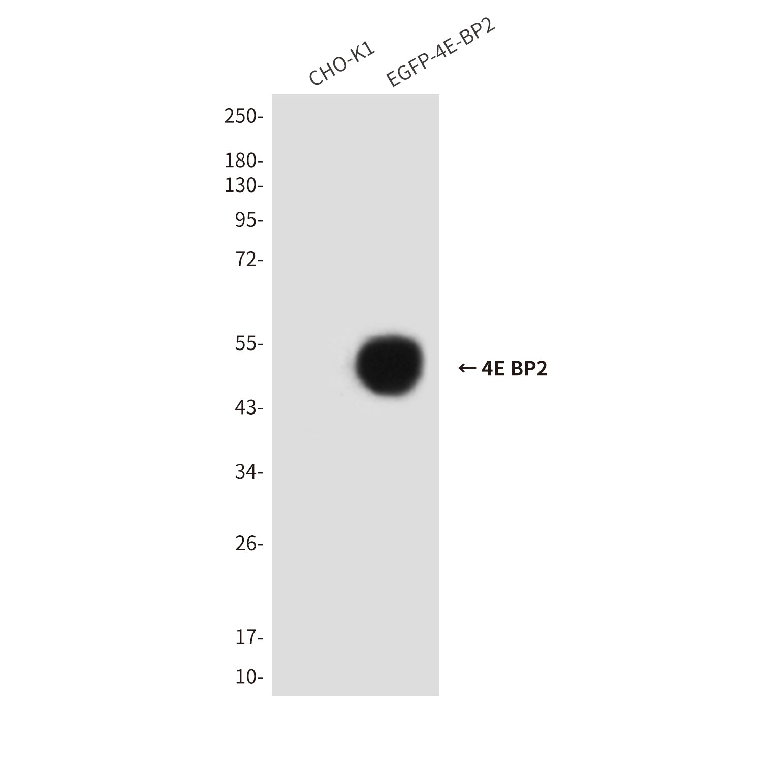 Anti-4E BP2 (7A6) Mouse Monoclonal Antibody