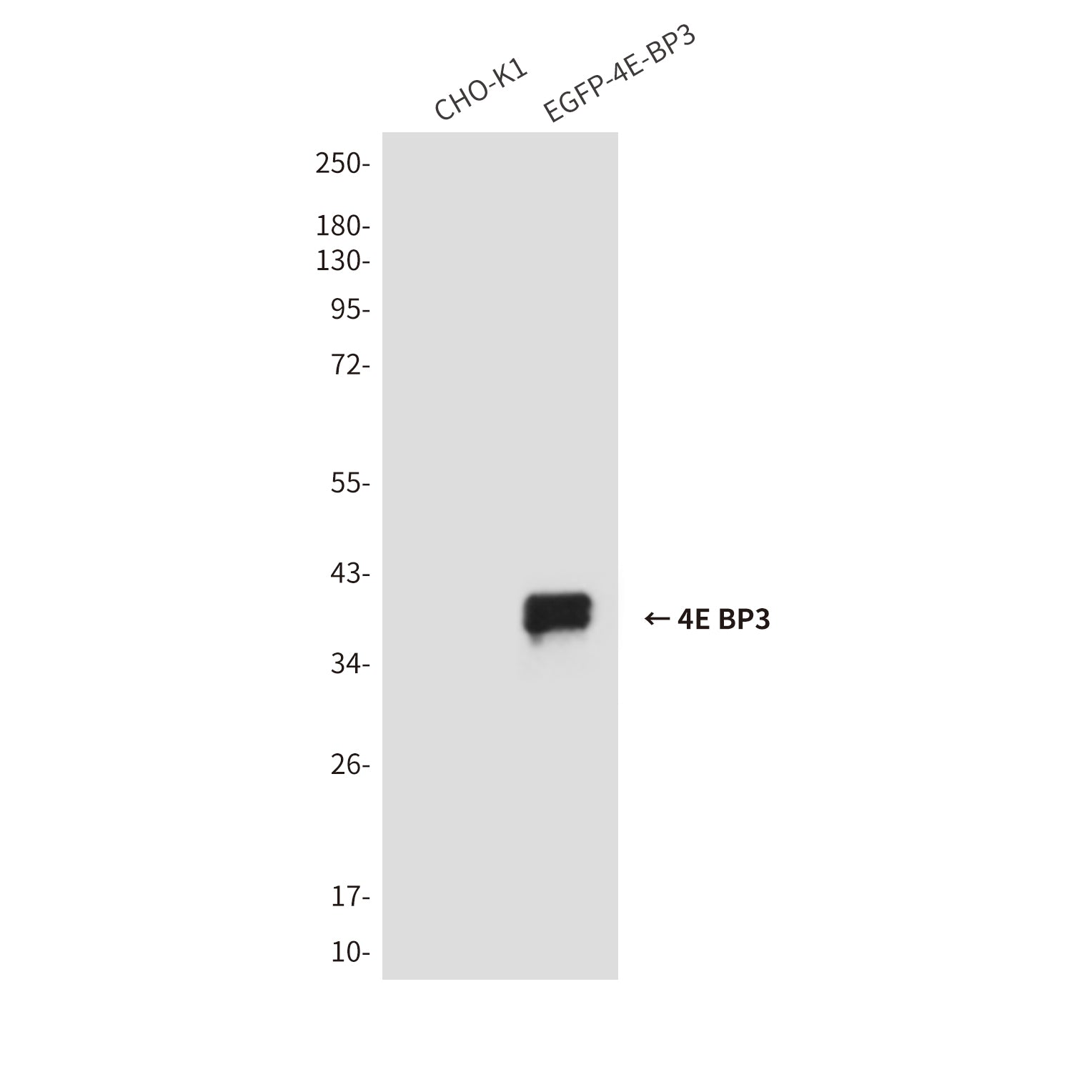 Anti-4E BP3 (3B6) Mouse Monoclonal Antibody