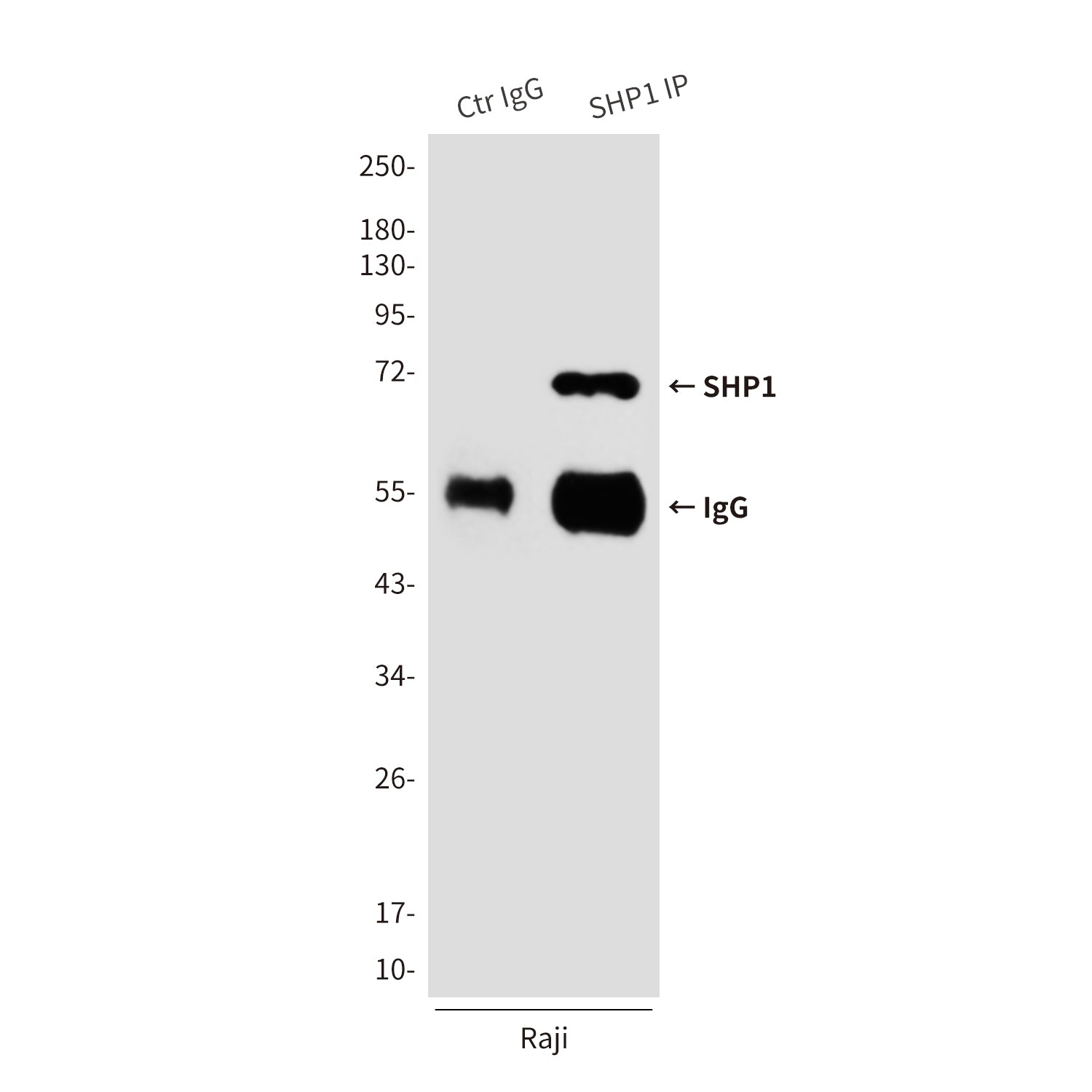 Anti-SHP1 (2B7) Mouse Monoclonal Antibody