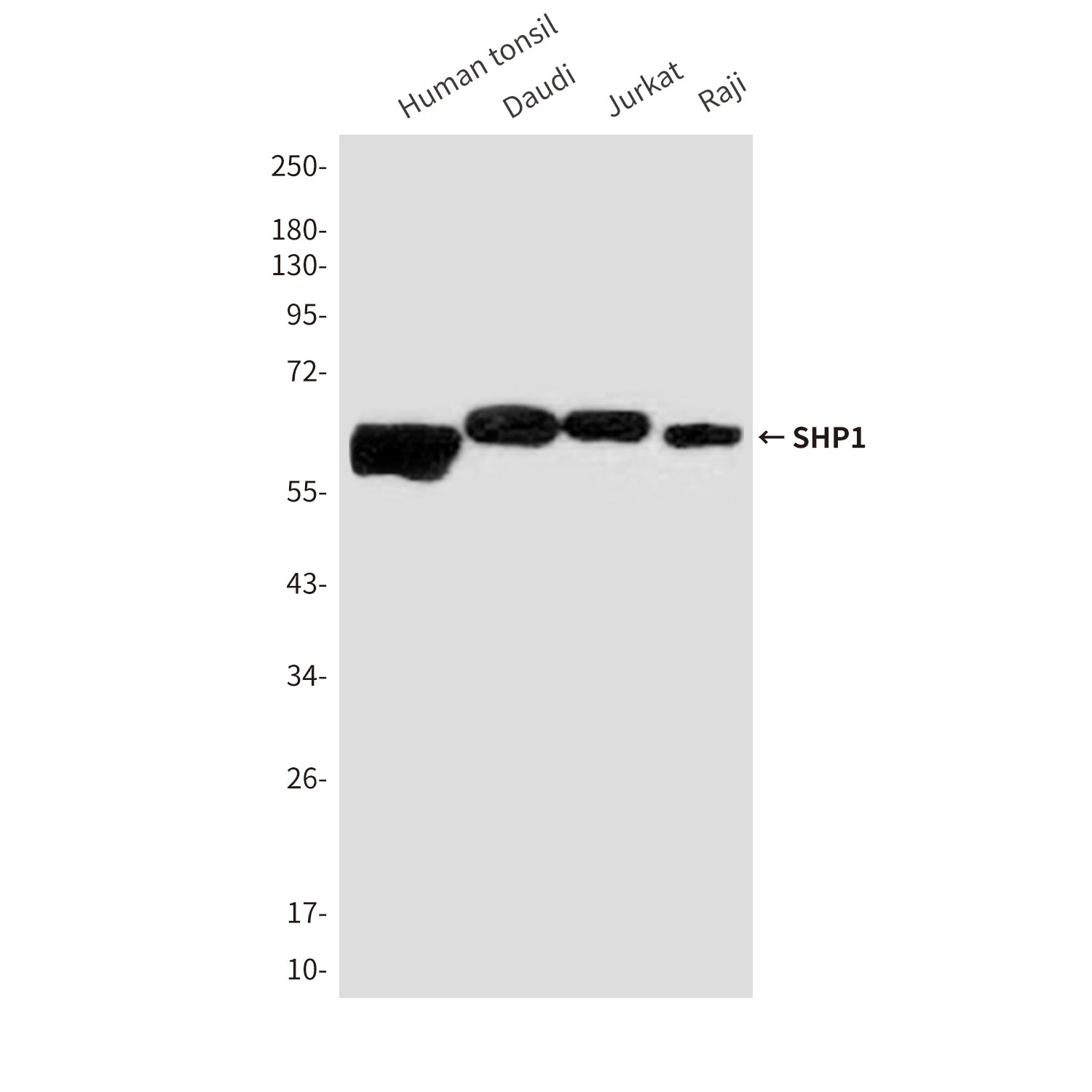 Anti-SHP1 (2B7) Mouse Monoclonal Antibody