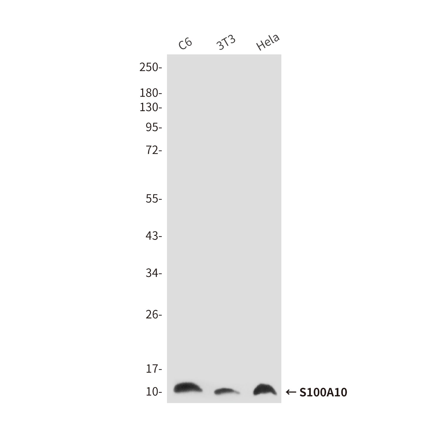 Anti-S100A10 (6F4) Mouse Monoclonal Antibody