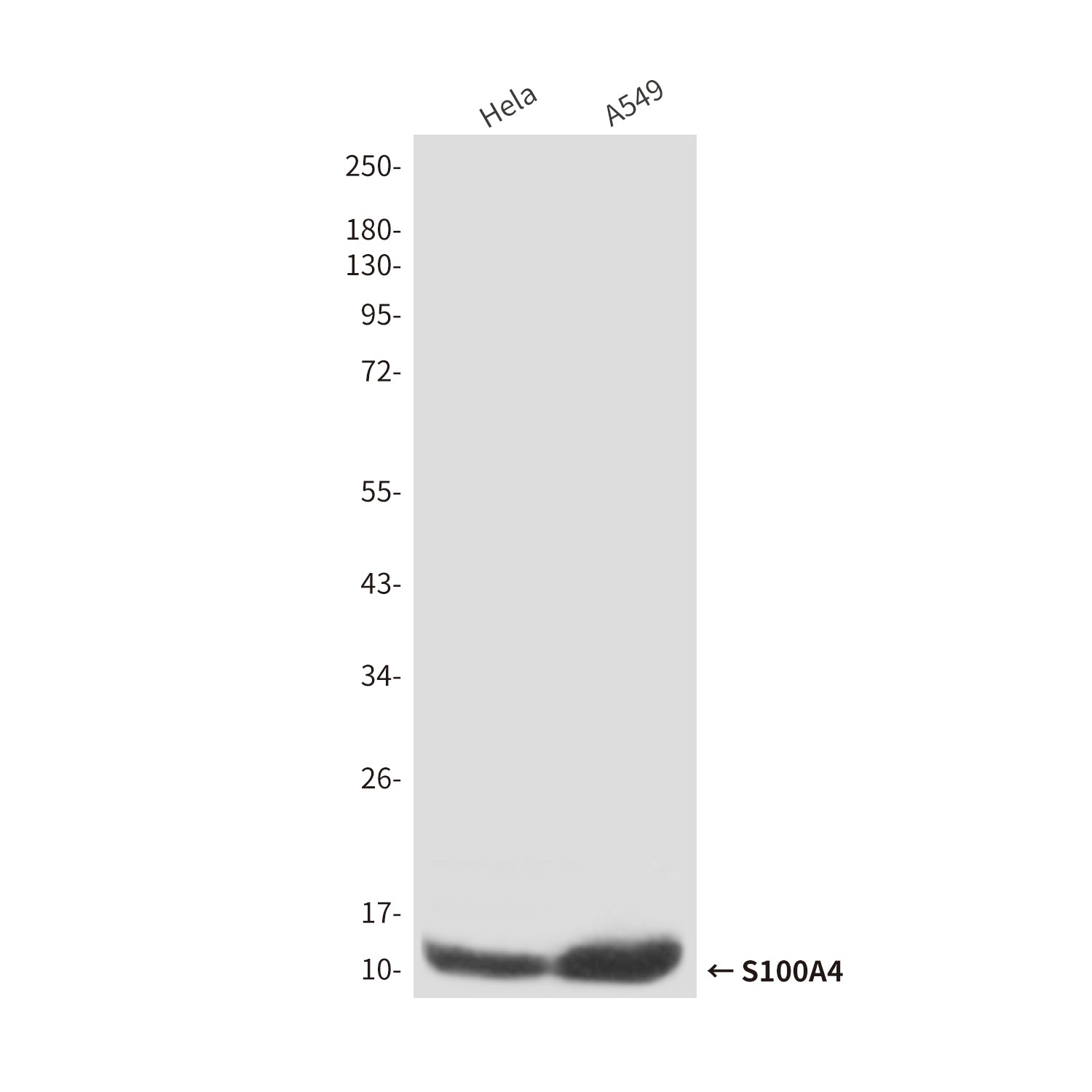 Anti-S100A4 (3D10) Mouse Monoclonal Antibody