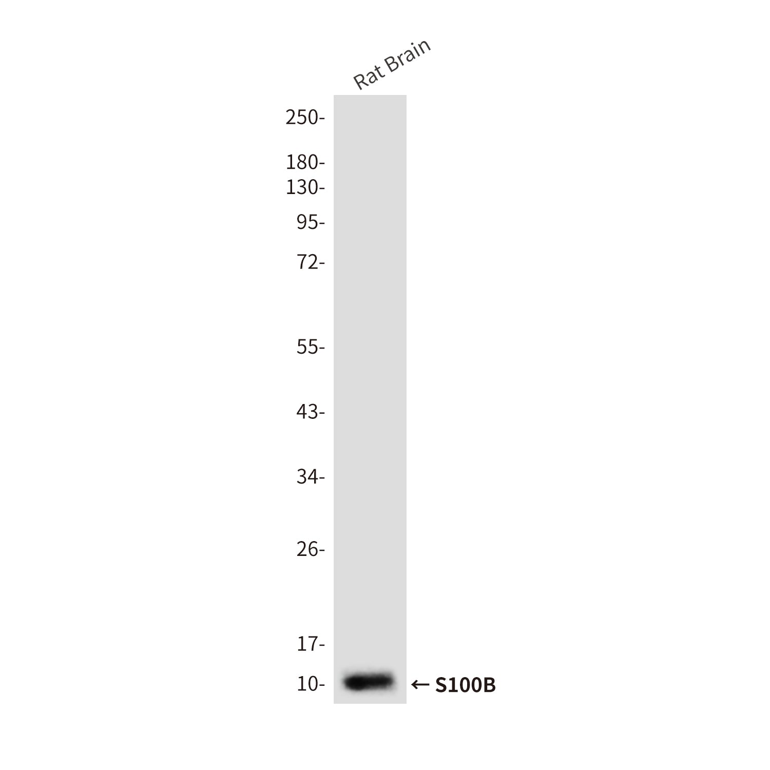Anti-S100B (5G3) Mouse Monoclonal Antibody