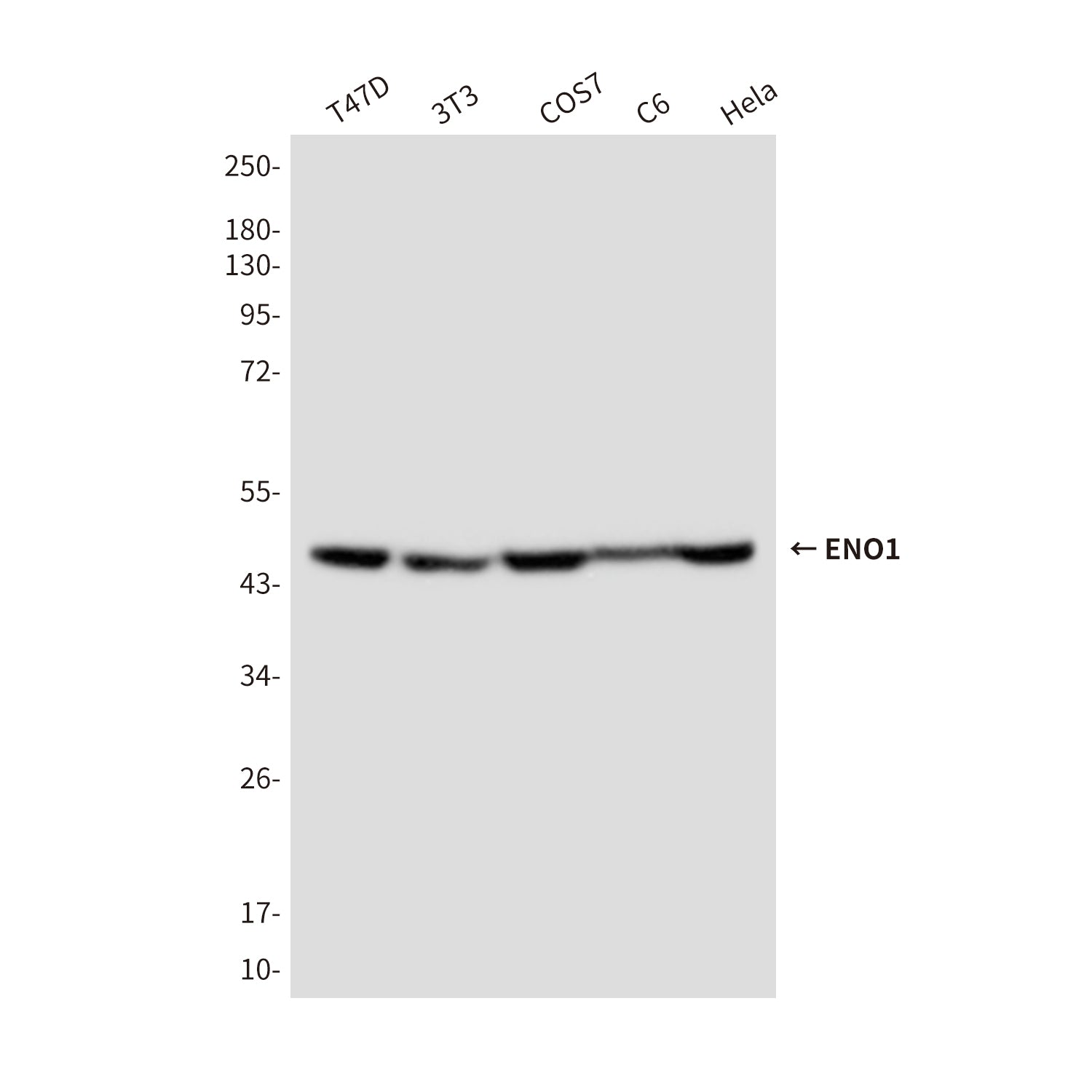 Anti-ENO1 (3F7) Mouse Monoclonal Antibody