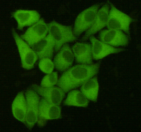 Anti-Fatty Acid Synthase (6B9) Mouse Monoclonal Antibody