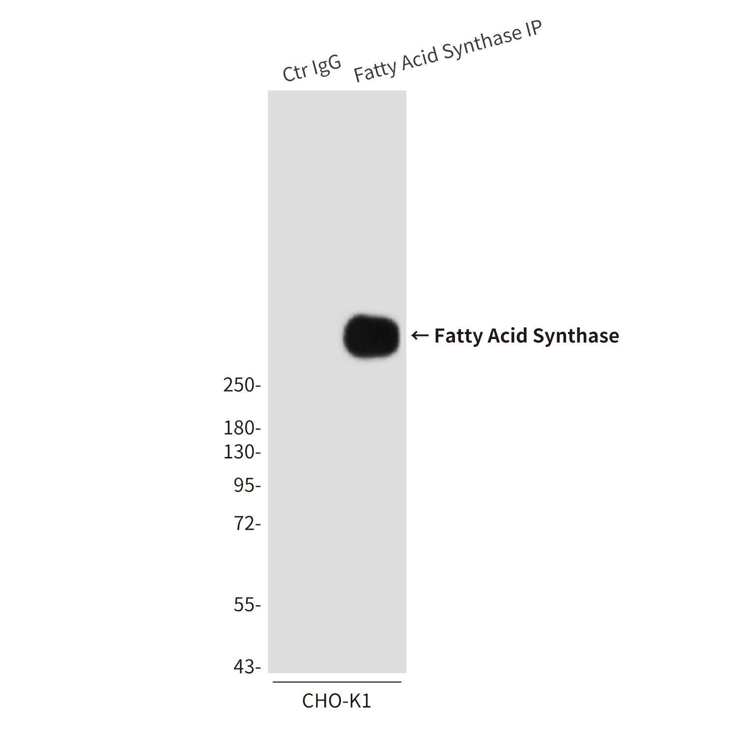 Anti-Fatty Acid Synthase (6B9) Mouse Monoclonal Antibody