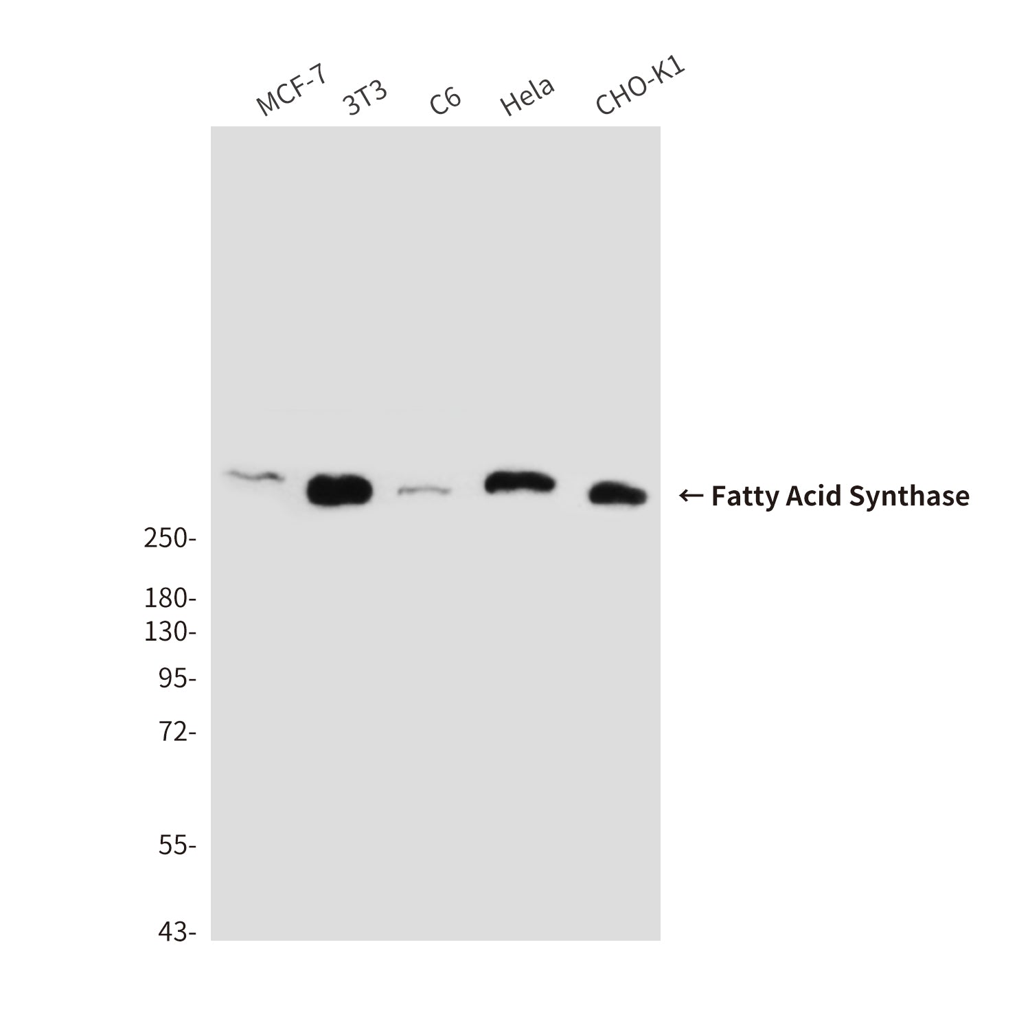 Anti-Fatty Acid Synthase (6B9) Mouse Monoclonal Antibody
