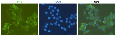 Anti-RPS6 (7B10) Mouse Monoclonal Antibody