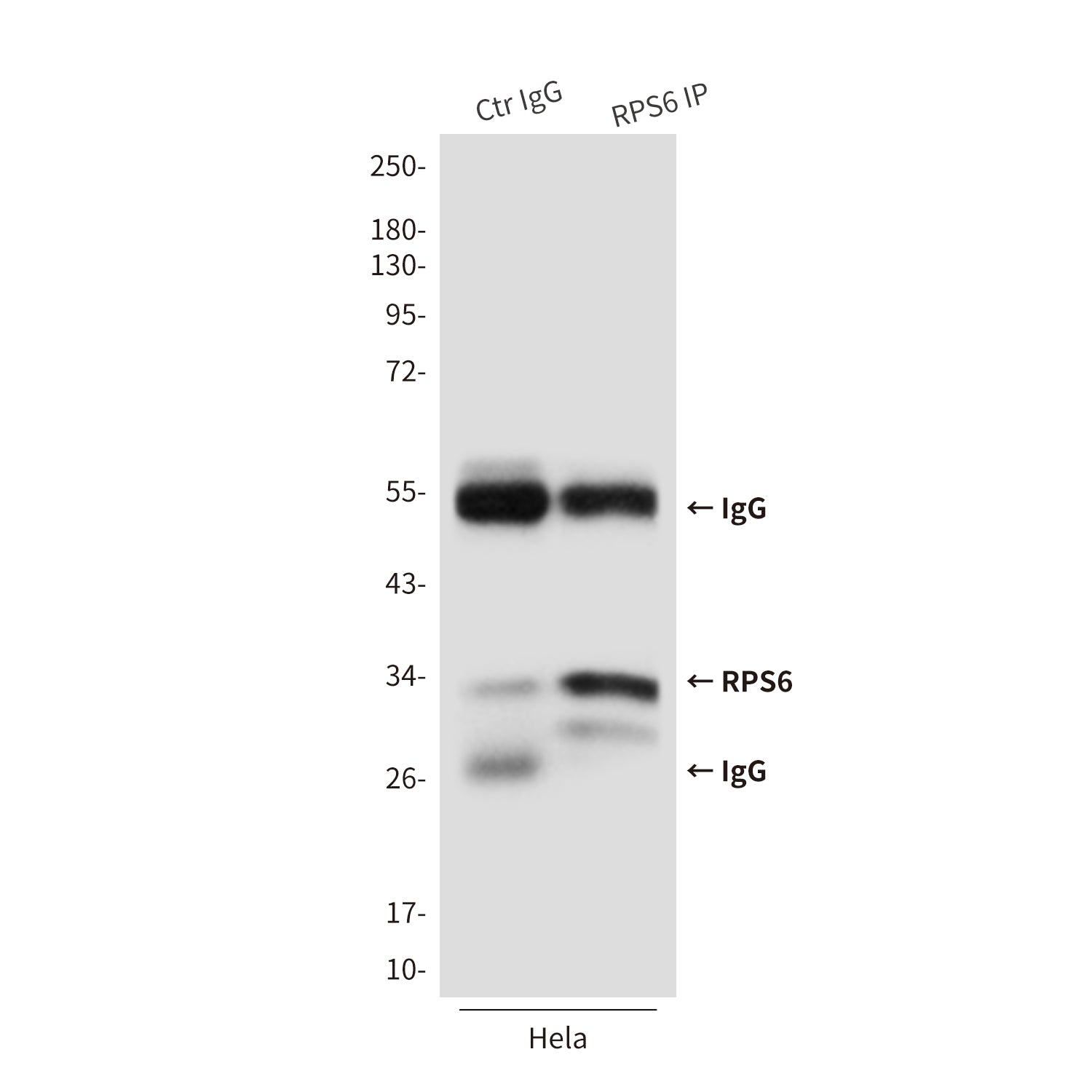Anti-RPS6 (7B10) Mouse Monoclonal Antibody