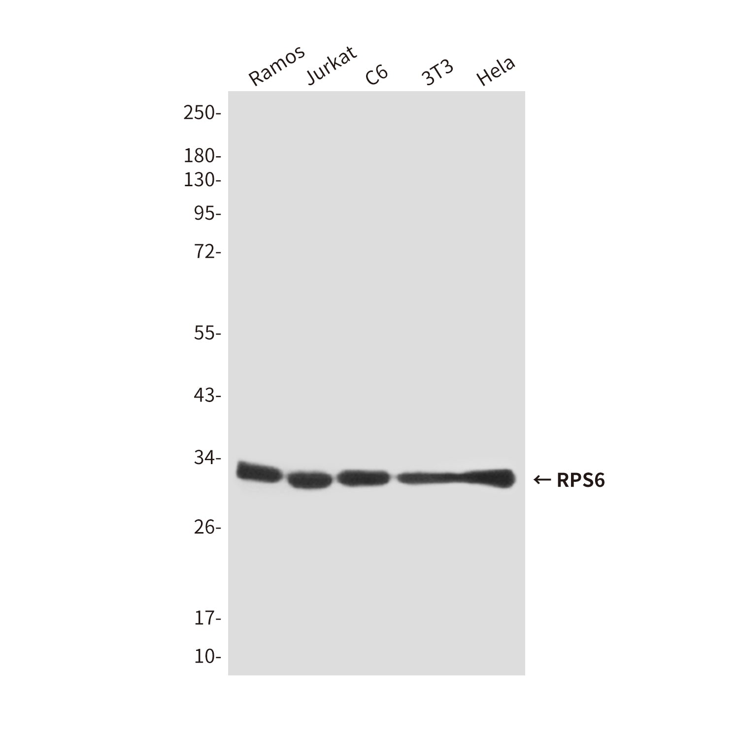 Anti-RPS6 (7B10) Mouse Monoclonal Antibody