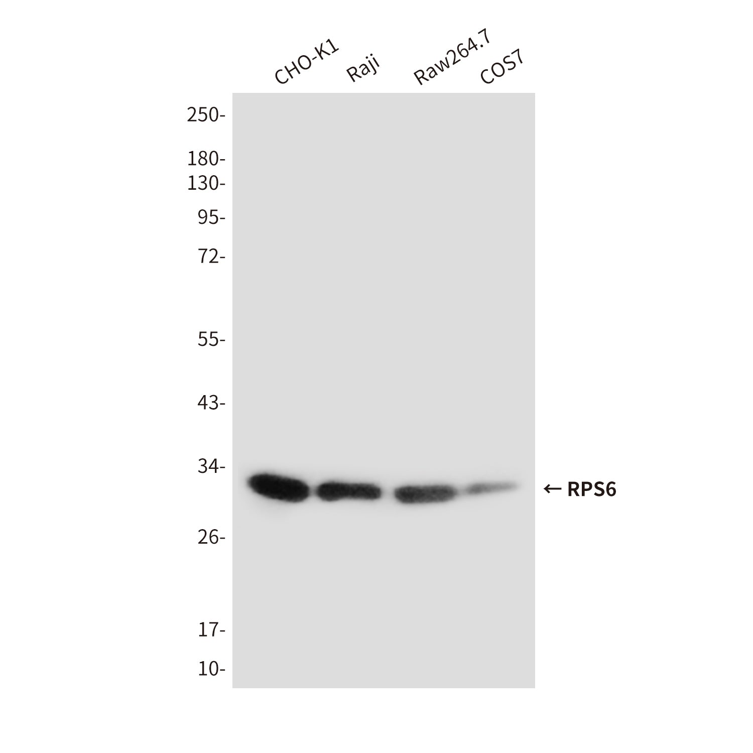Anti-RPS6 (7B10) Mouse Monoclonal Antibody